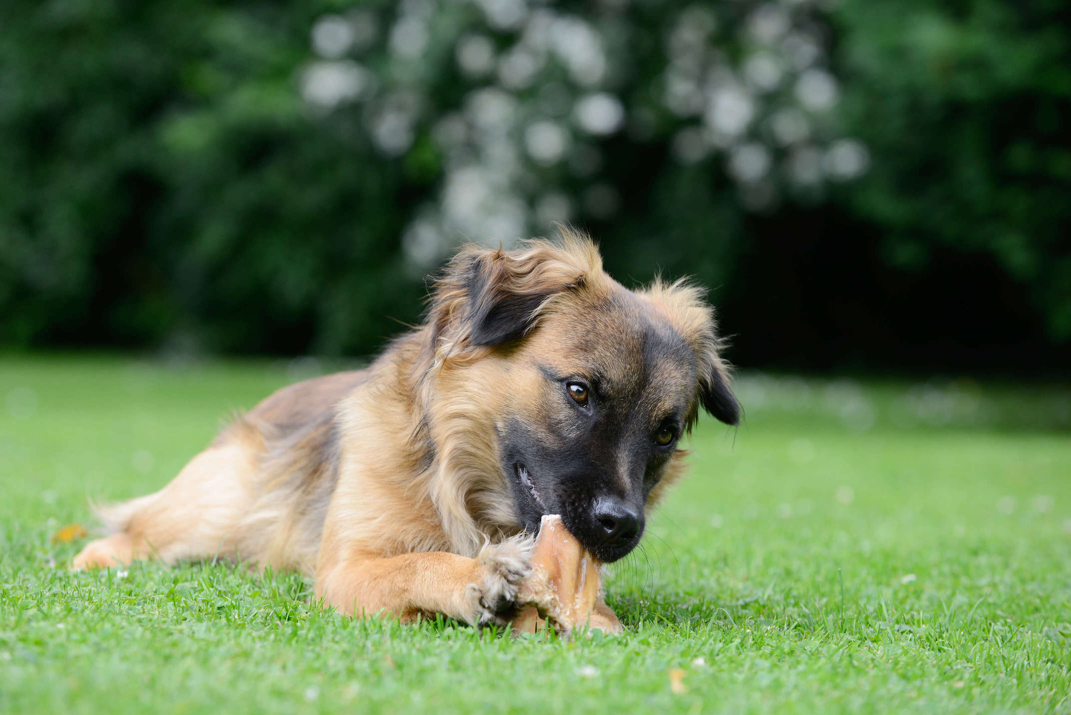 Braun-schwarzer Hund kaut an einem Kauknochen in der Wiese