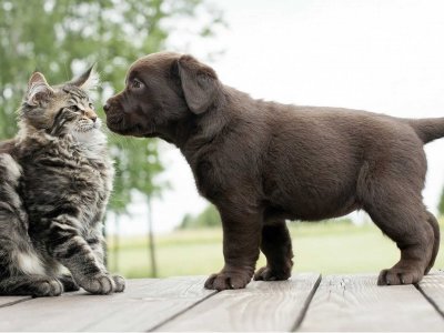 Hund und Katze an einander gewöhnen