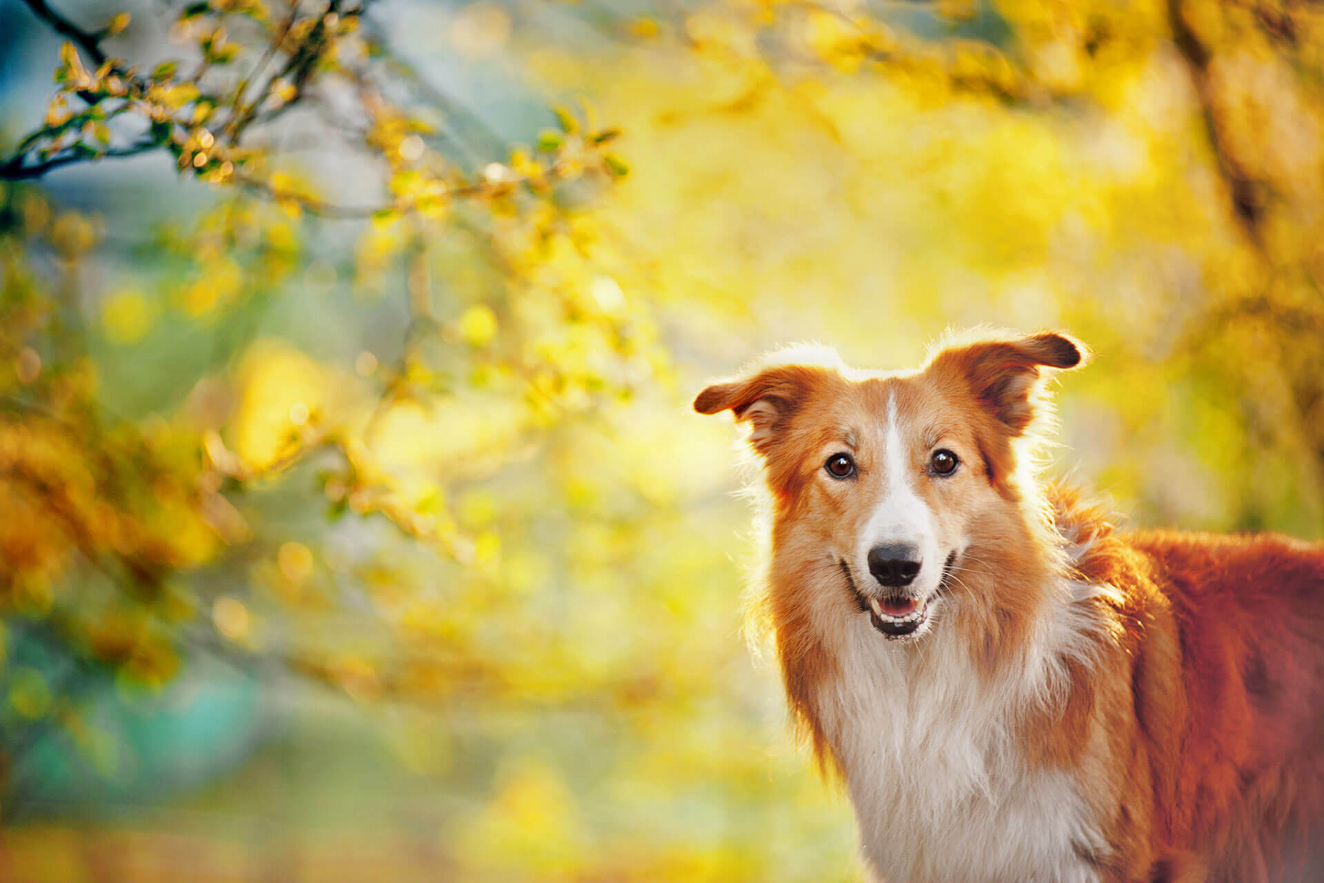 Idealgewicht für deinen Hund mit dem BMI berechnen Tractive