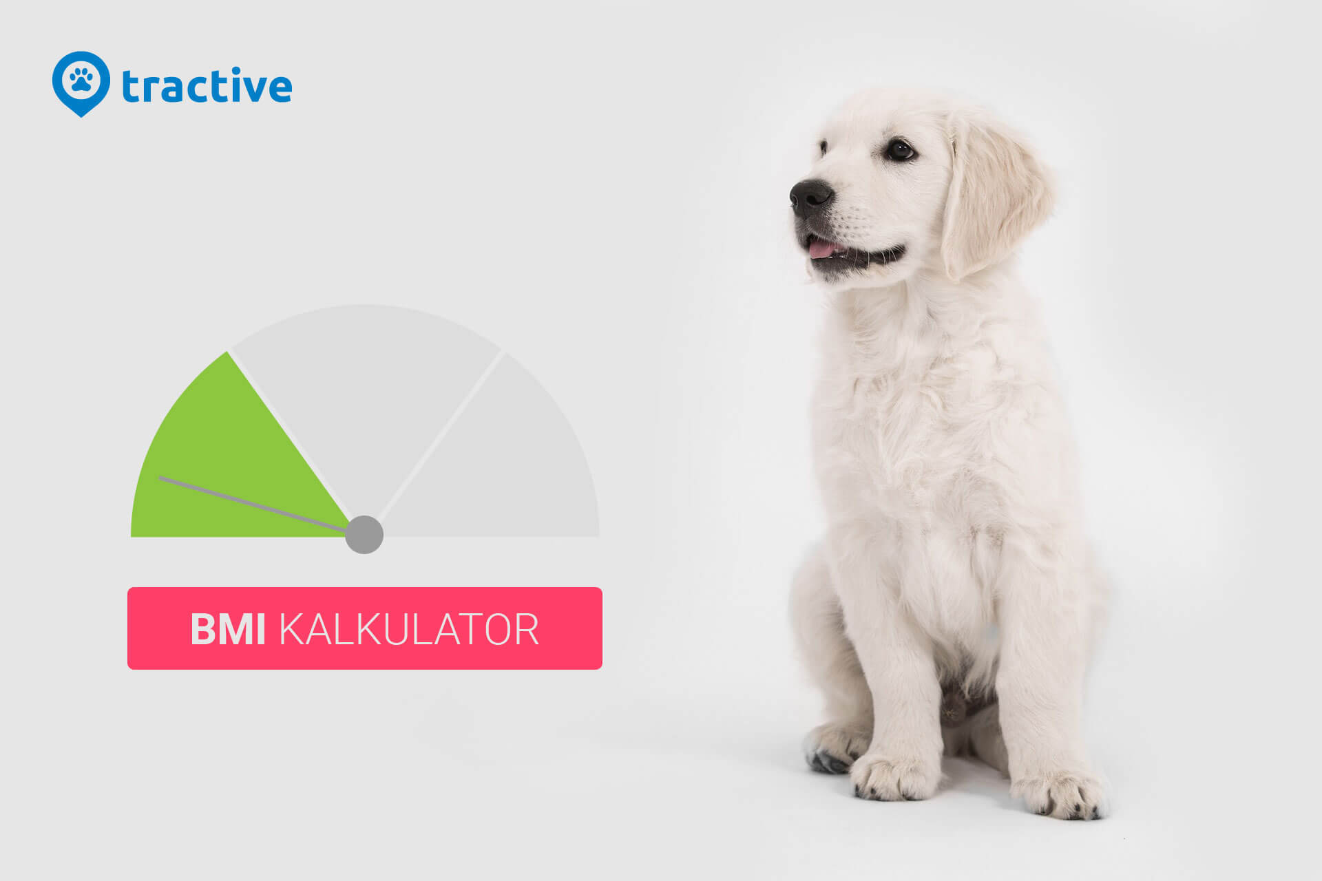 Idealgewicht für deinen Hund mit dem BMI berechnen Tractive