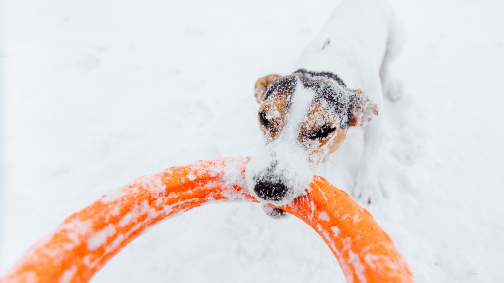 Hund frisst Schnee Was kann passieren? Tractive