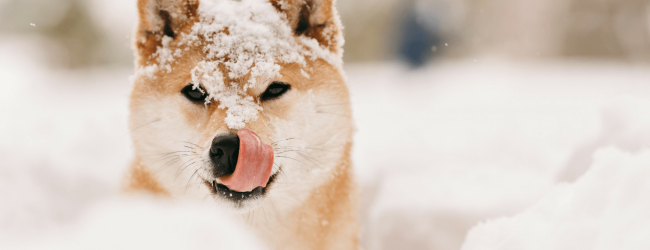 Hund frisst Schnee das kannst du tun