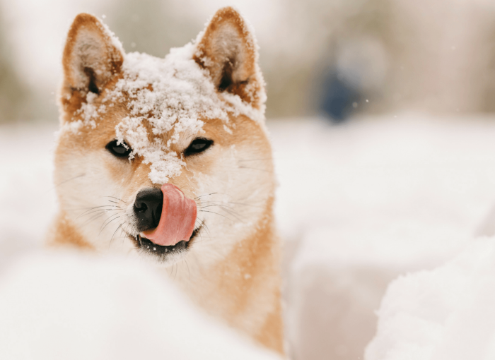 Braun-weißer Hund sitzt im Schnee und leckt sich die Schnauze