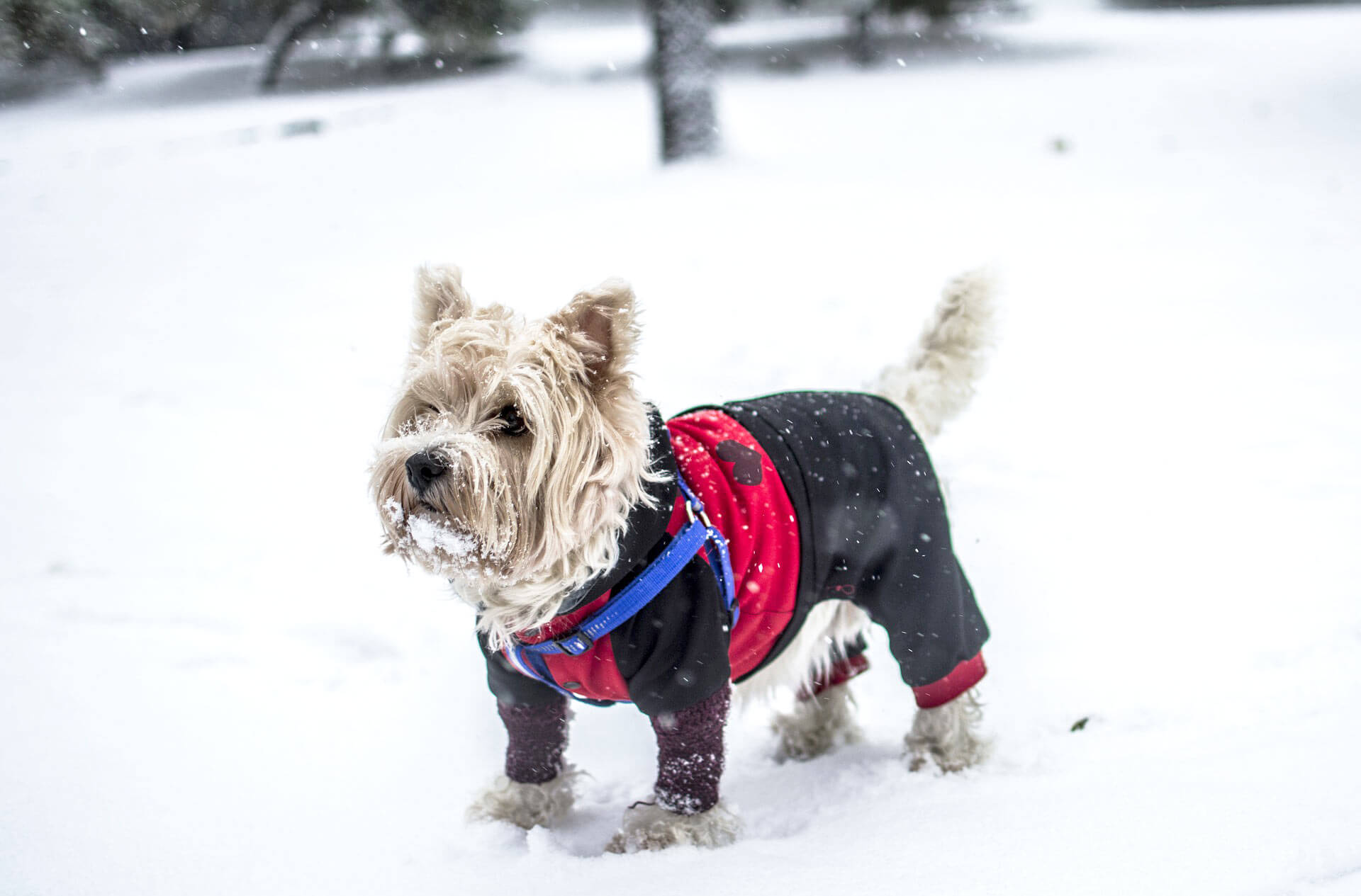 Dog jackets for winter Here are our favorites Tractive