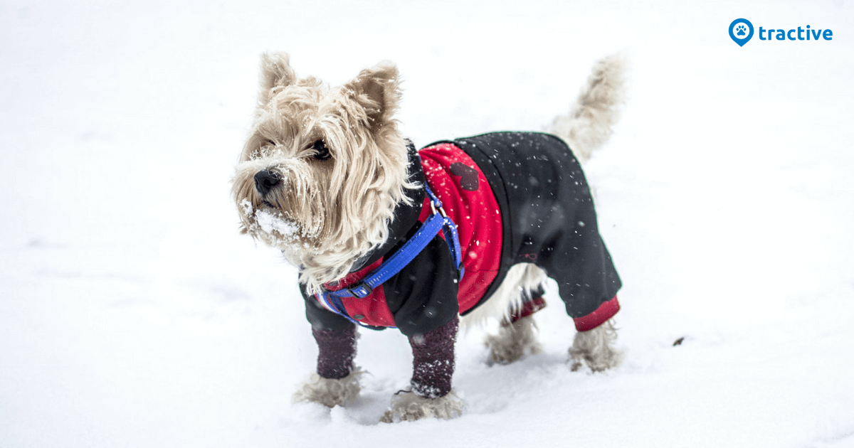 do dogs need jackets in cold weather