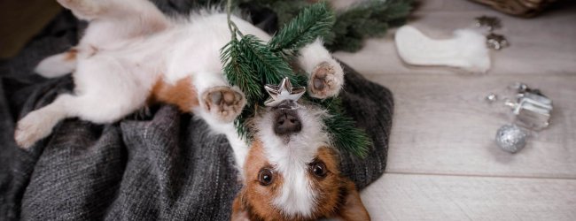 dogs and christmas trees