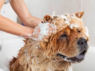 Hund in Badewanne wird von Frauchen eingeschäumt