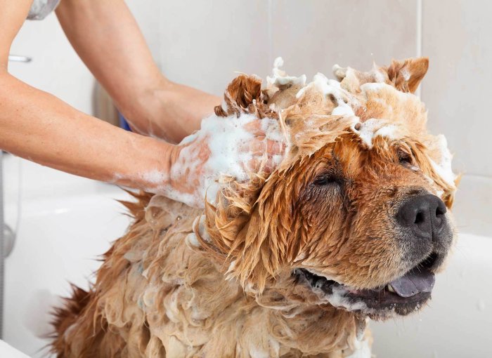Hund in Badewanne wird von Frauchen eingeschäumt