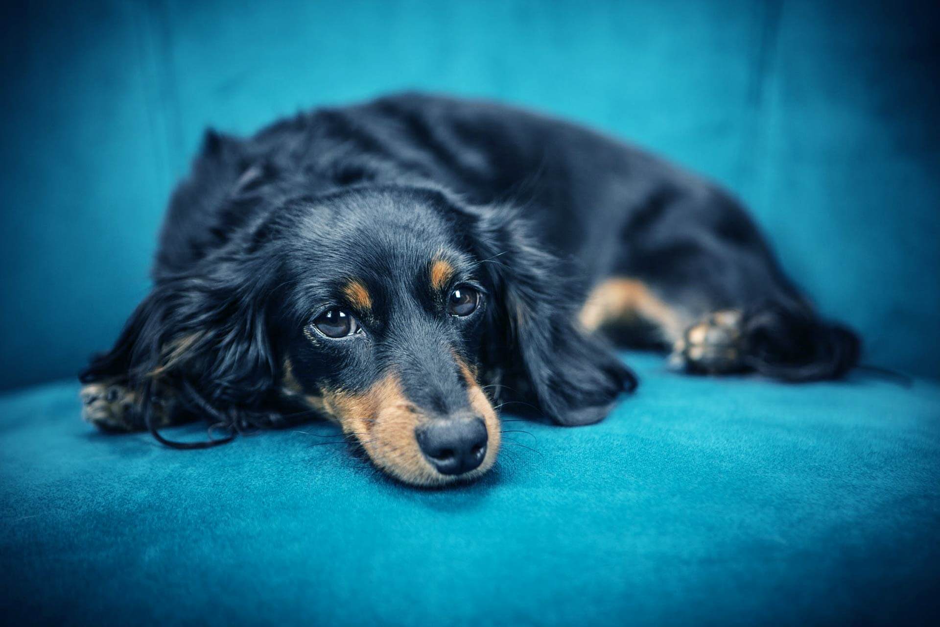 Ursachen für Gelenkschmerzen bei Hunden
