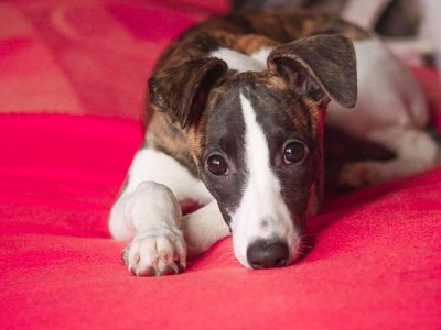 Gelenkschmerzen bei Hunden: Ursache, Symptome und vieles mehr