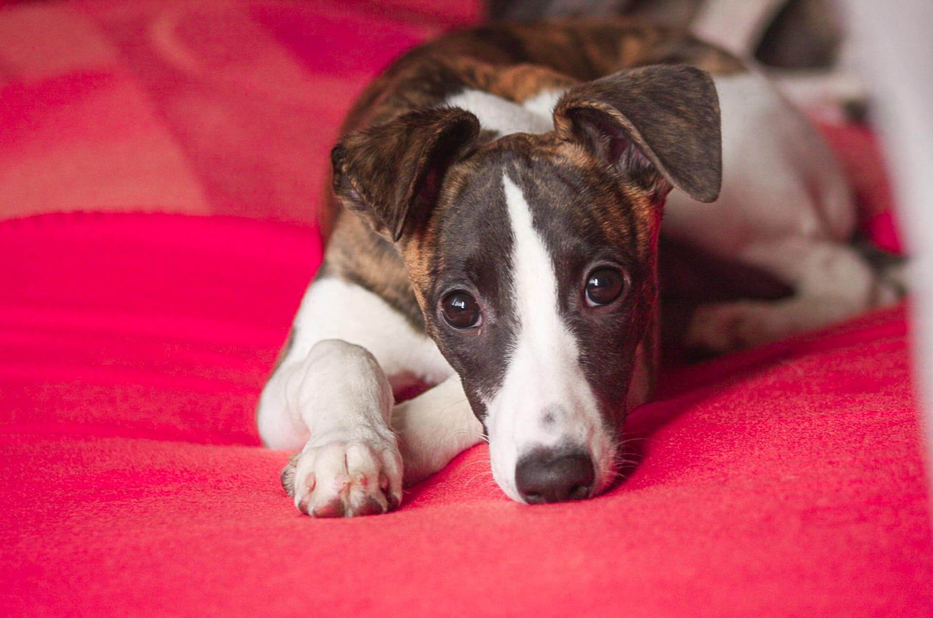 Gelenkschmerzen bei Hunden: Ursache, Symptome und vieles mehr