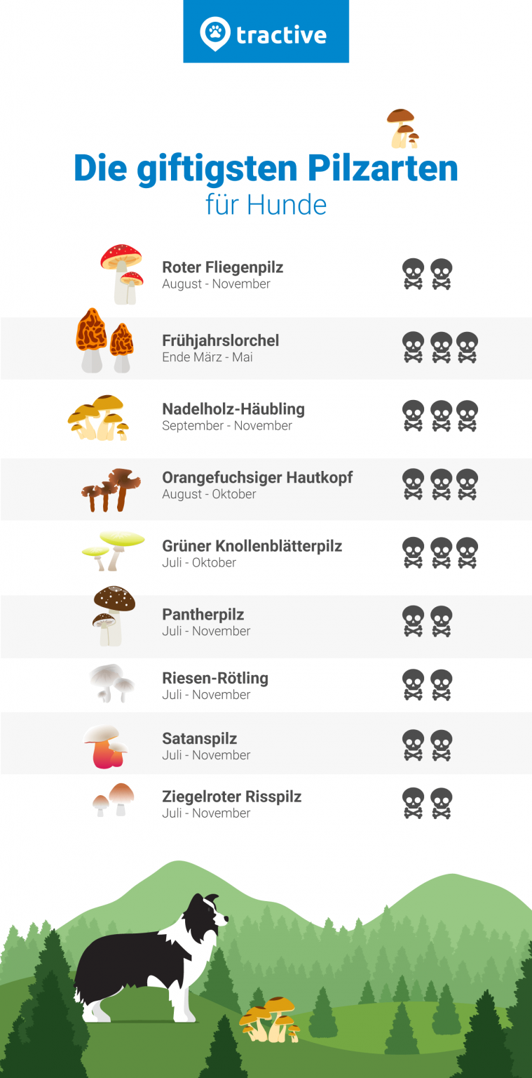 Giftige Pilze für Hunde Tractive