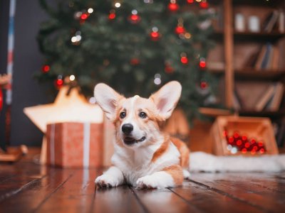 Fröhlicher Hund mit Geschenken unter Weihnachtsbaum