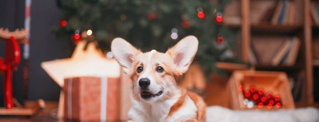 Fröhlicher Hund mit Geschenken unter Weihnachtsbaum