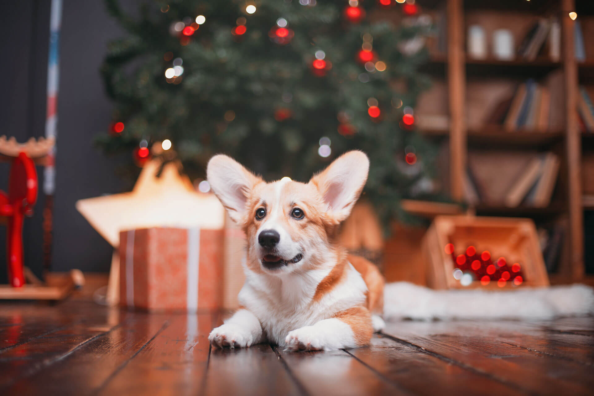 5 Weihnachtsgeschenke für Hunde, die deine Fellnase lieben wird