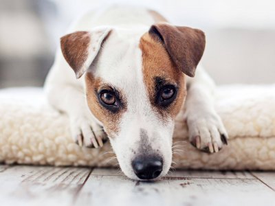 Top Tipps damit du deinen Hund alleine lassen kannst ohne dass er ohne Trennungsangst leidet