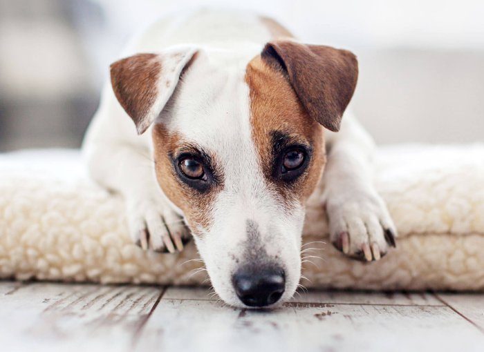 Top Tipps damit du deinen Hund alleine lassen kannst ohne dass er ohne Trennungsangst leidet