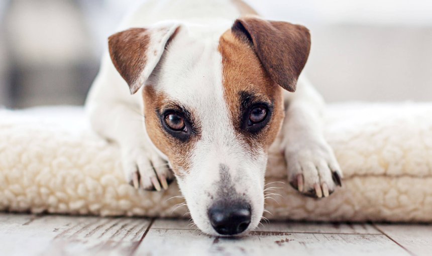 Top Tipps damit du deinen Hund alleine lassen kannst ohne dass er ohne Trennungsangst leidet