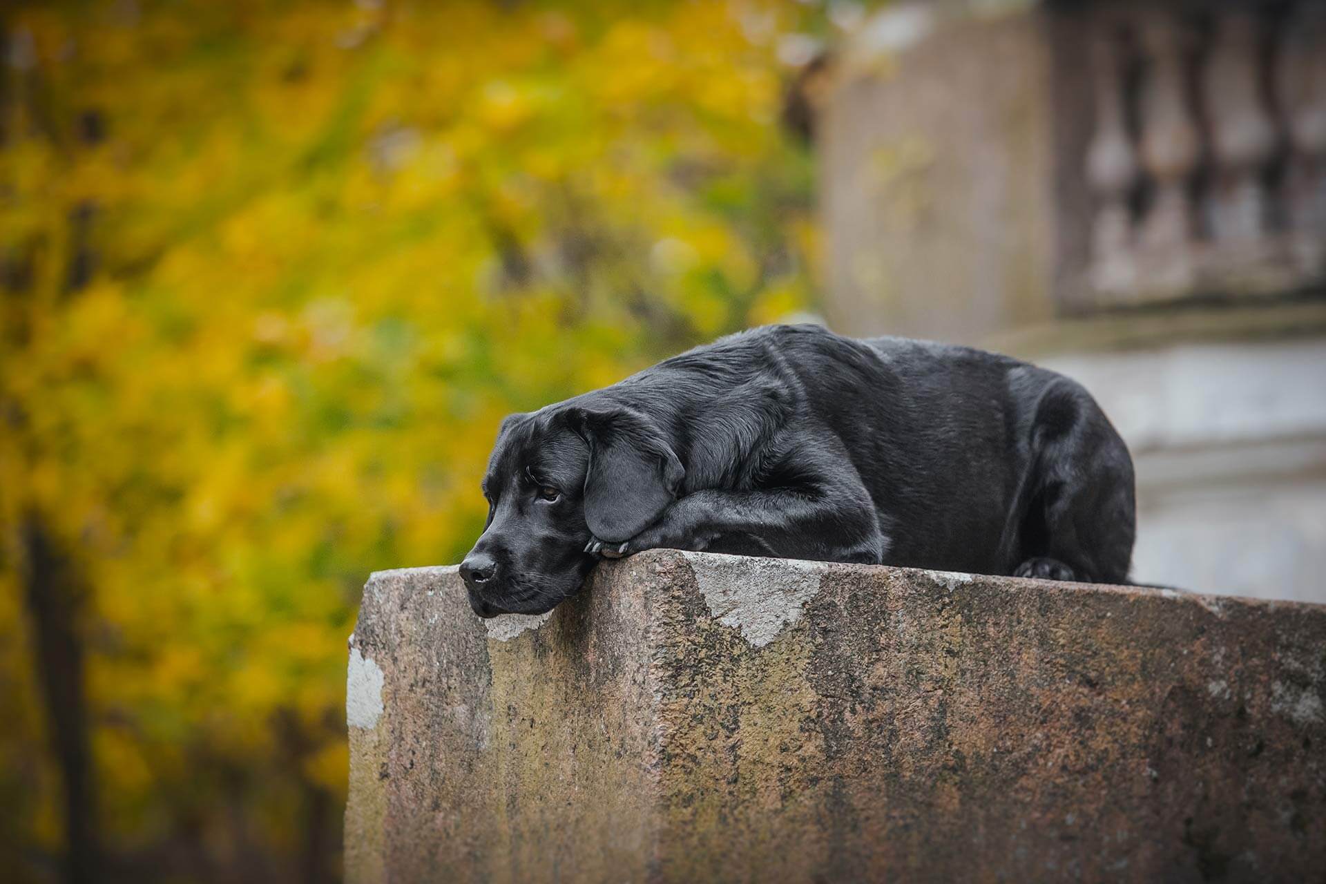 Hund einschläfern Ablauf Würdevoll verabschieden Tractive