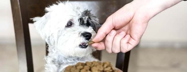 Schwarz-weißer Hund sitzt am Tisch und wird von einer Hand gefüttert
