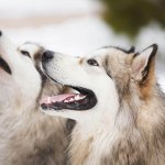 Hunde im Winter draussen halten - alles was du wissen musst