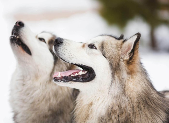 two husky dogs outside in winter snowy backgound