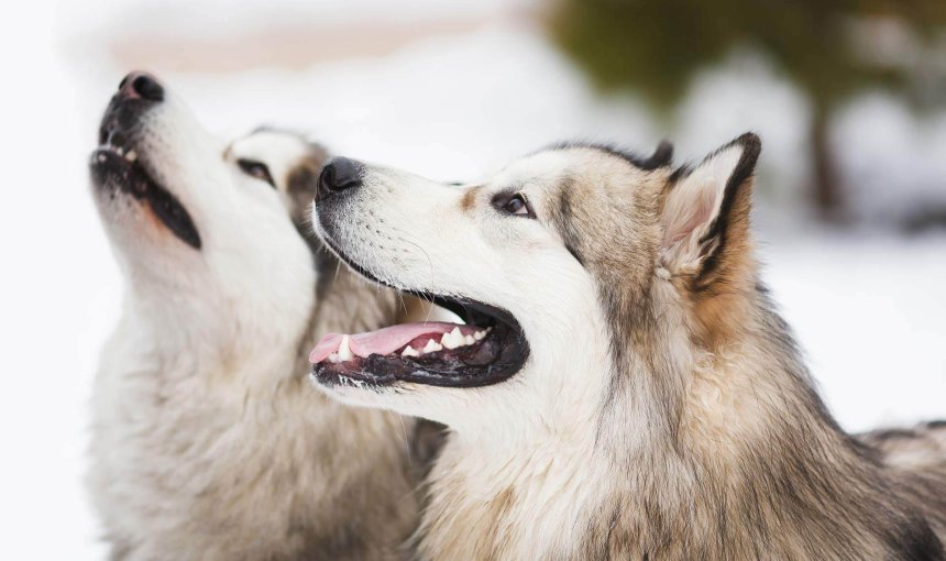 two husky dogs outside in winter snowy backgound
