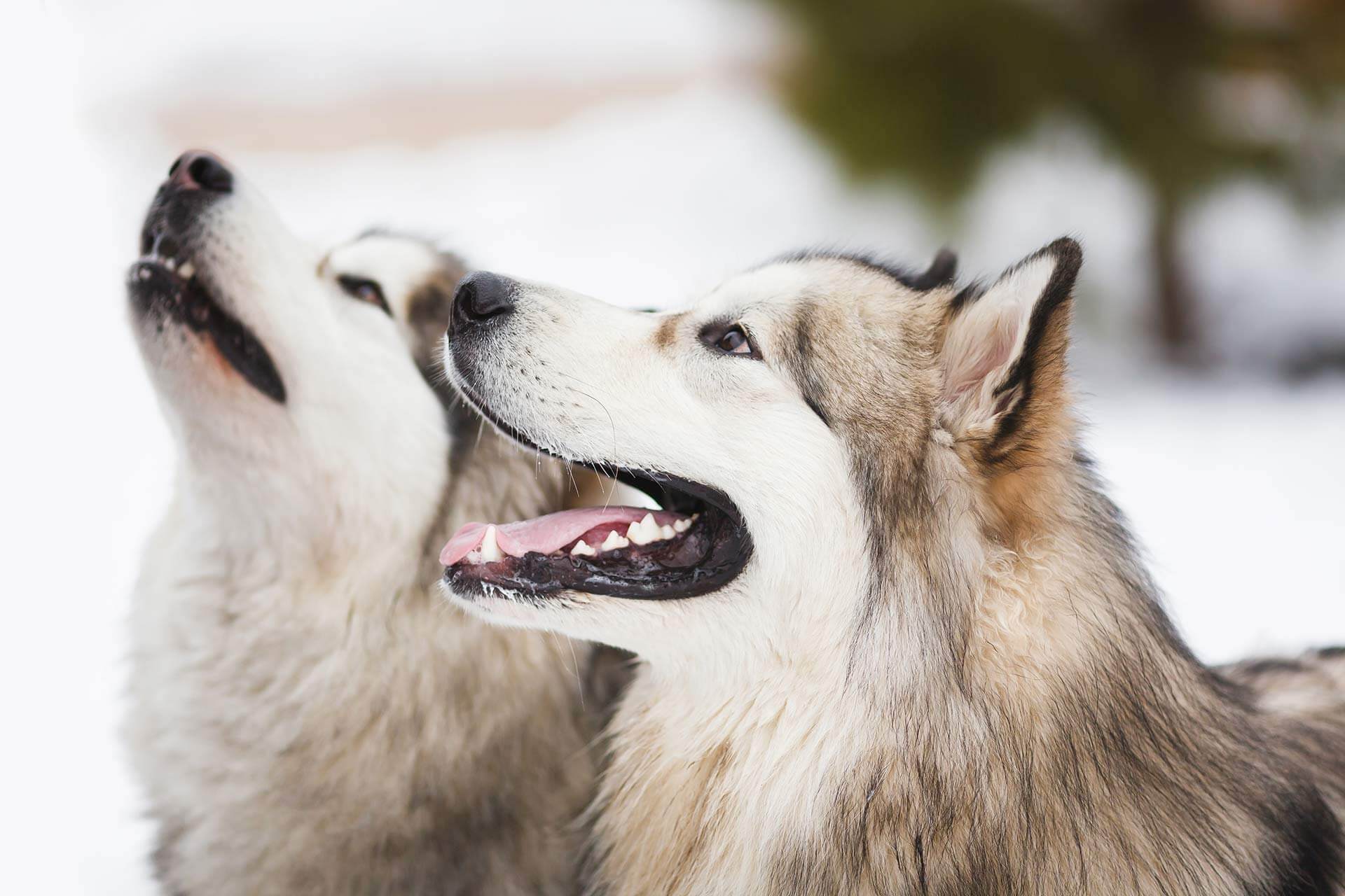 what dog breeds can tolerate being alone