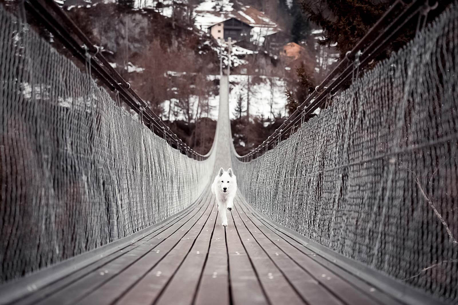 Hunde Im Winter Draussen Halten Beachte Das Tractive