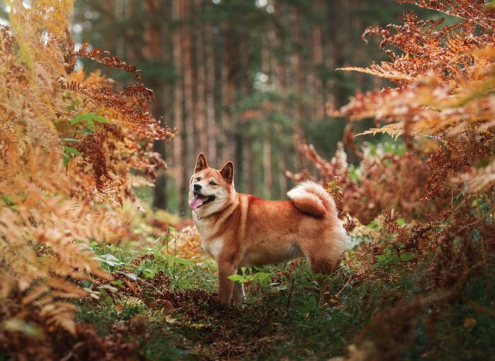 Braun-weißer Hund in herbstlichem Wald