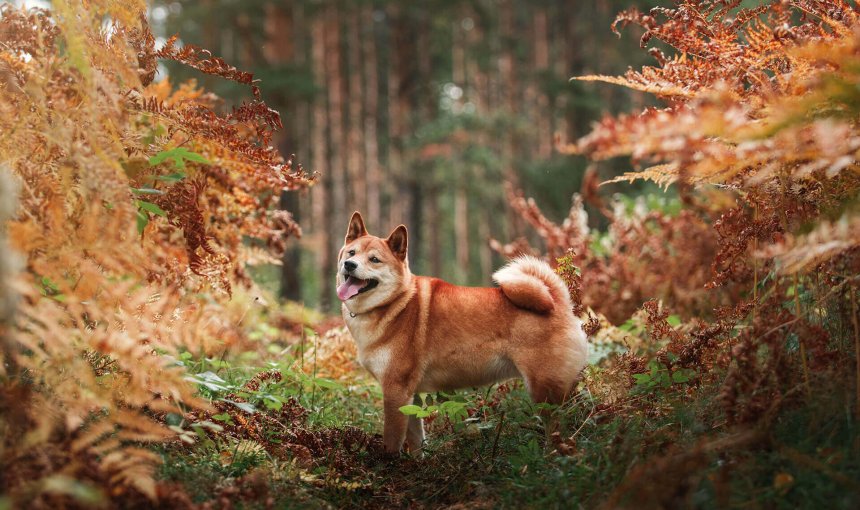Braun-weißer Hund in herbstlichem Wald