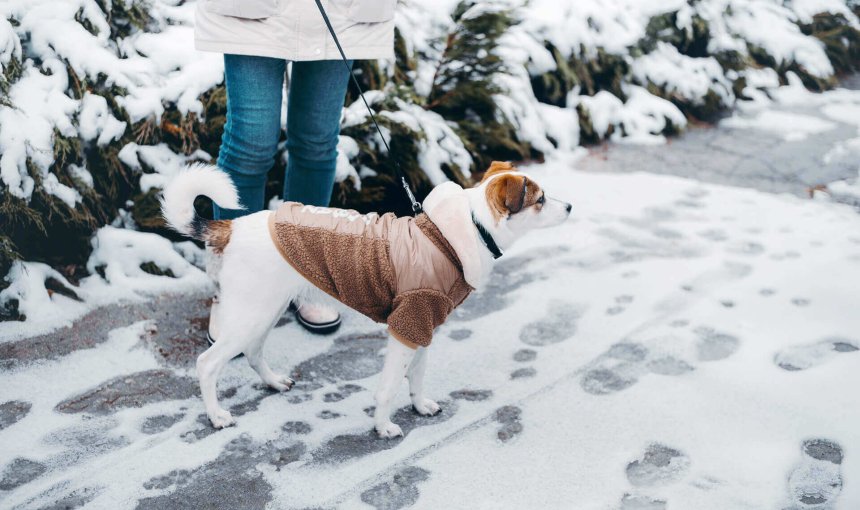 Braun-weißer Hund mit Wintermantel geht mit seinem Frauchen im Schnee Gassi