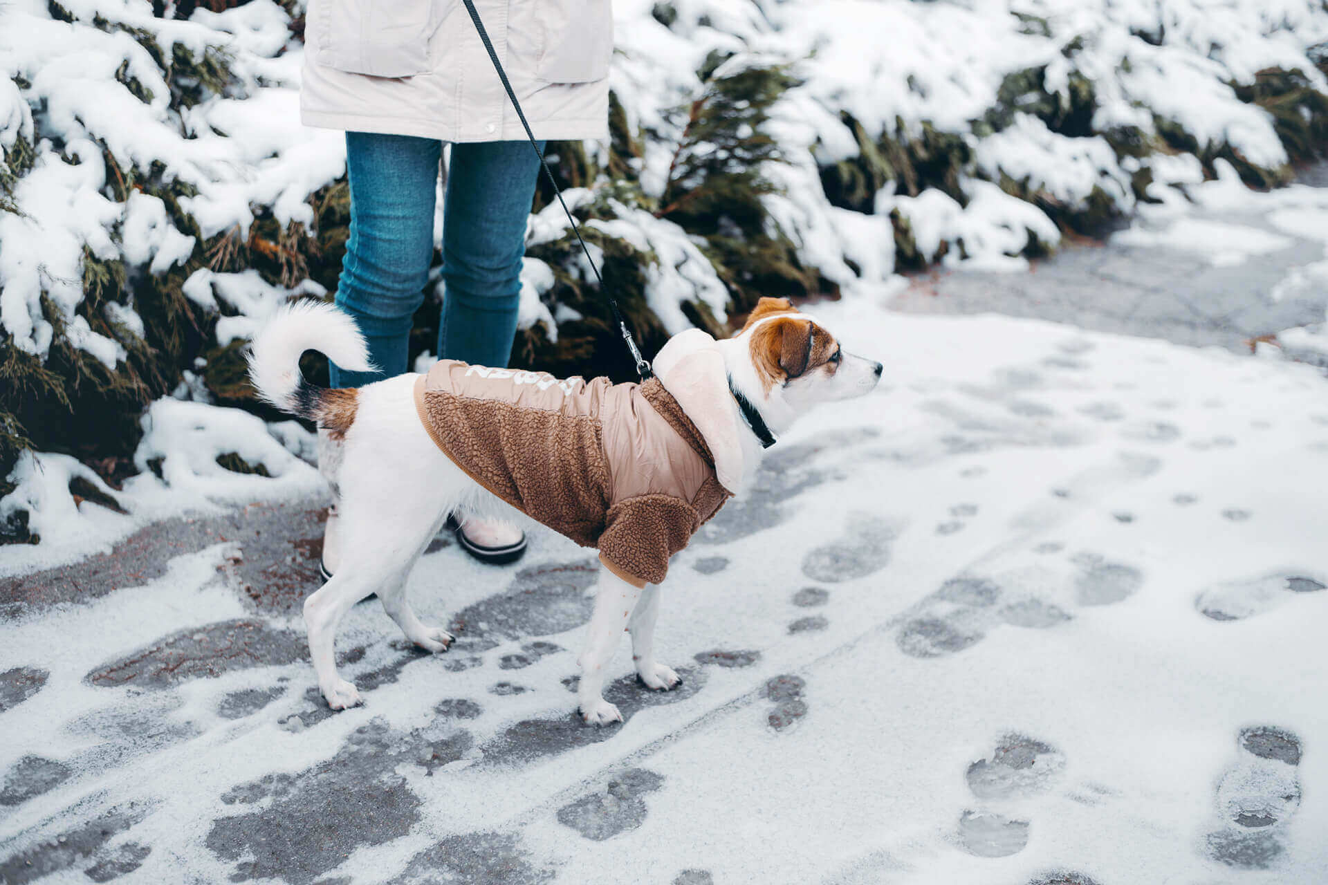 Braun-weißer Hund mit Wintermantel geht mit seinem Frauchen im Schnee Gassi