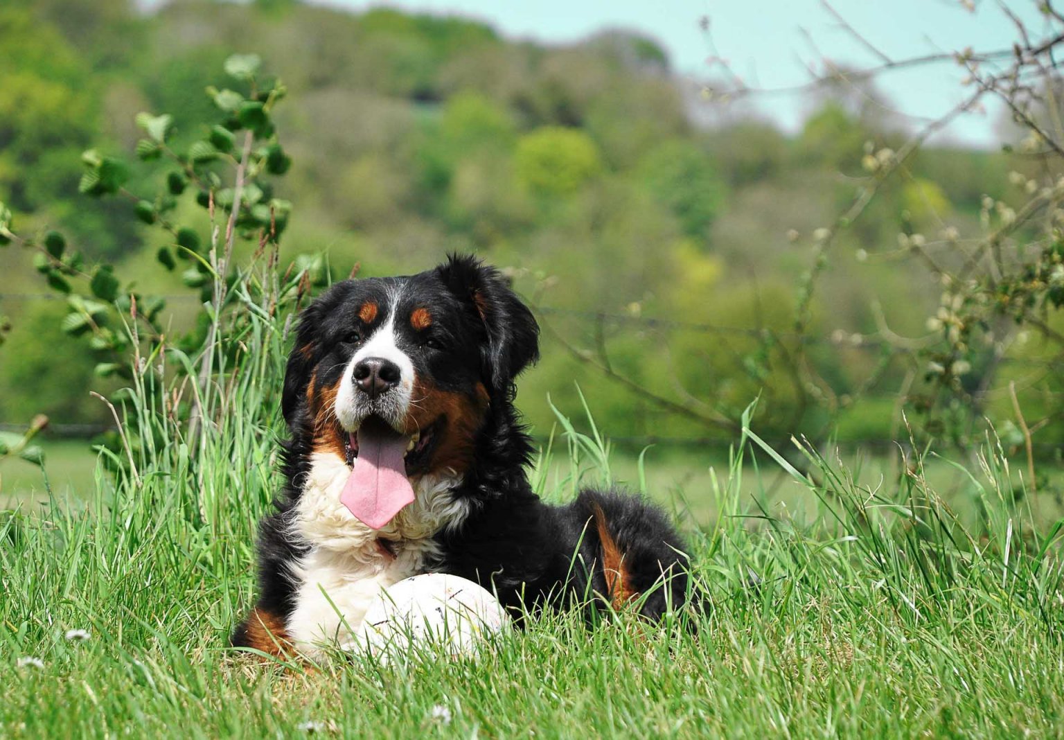 Garten für Hunde So sieht er idealerweise aus Tractive