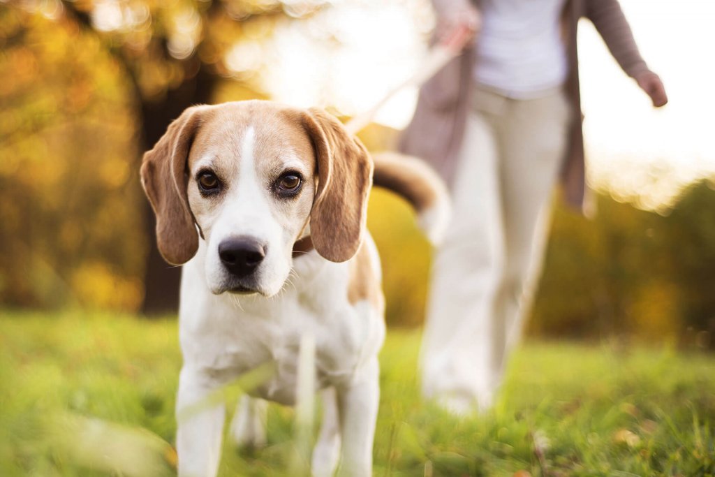 Mit diesen 3 Schritten lernt dein Hund, wie er alleine bleibt Tractive
