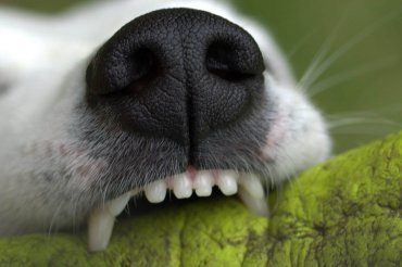 Was tun wenn der Hund stinkt - reinige die Zähne deines Hundes