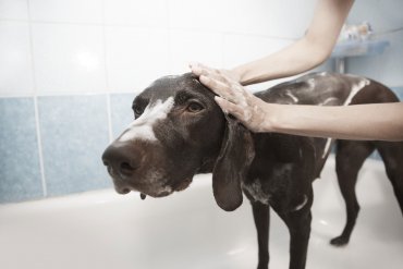 Was tun wenn der Hund stinkt - richtige Fellpflege
