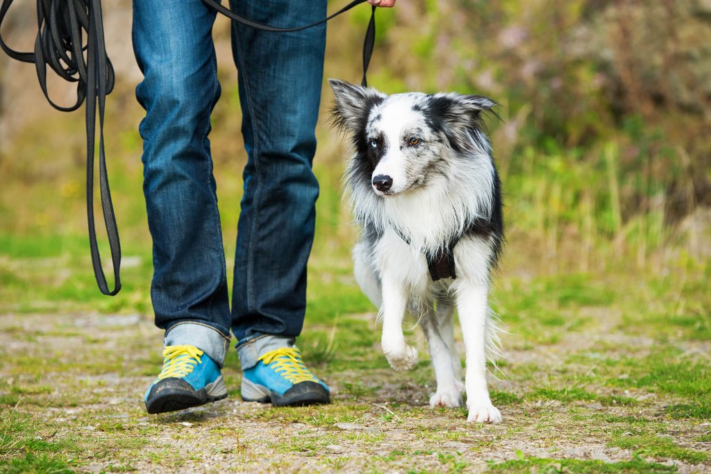 uomo addestra il cane a camminare al tallone