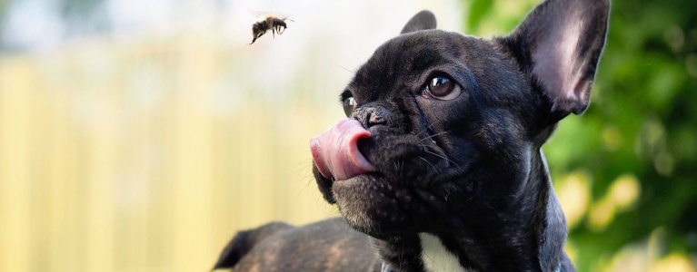 Insect bites on dogs and how to treat them | Tractive