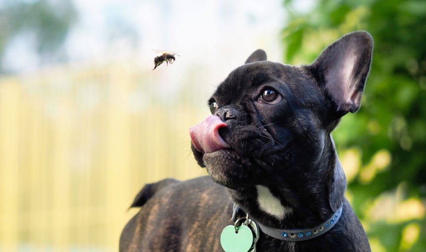 Insect-bites-on-dogs