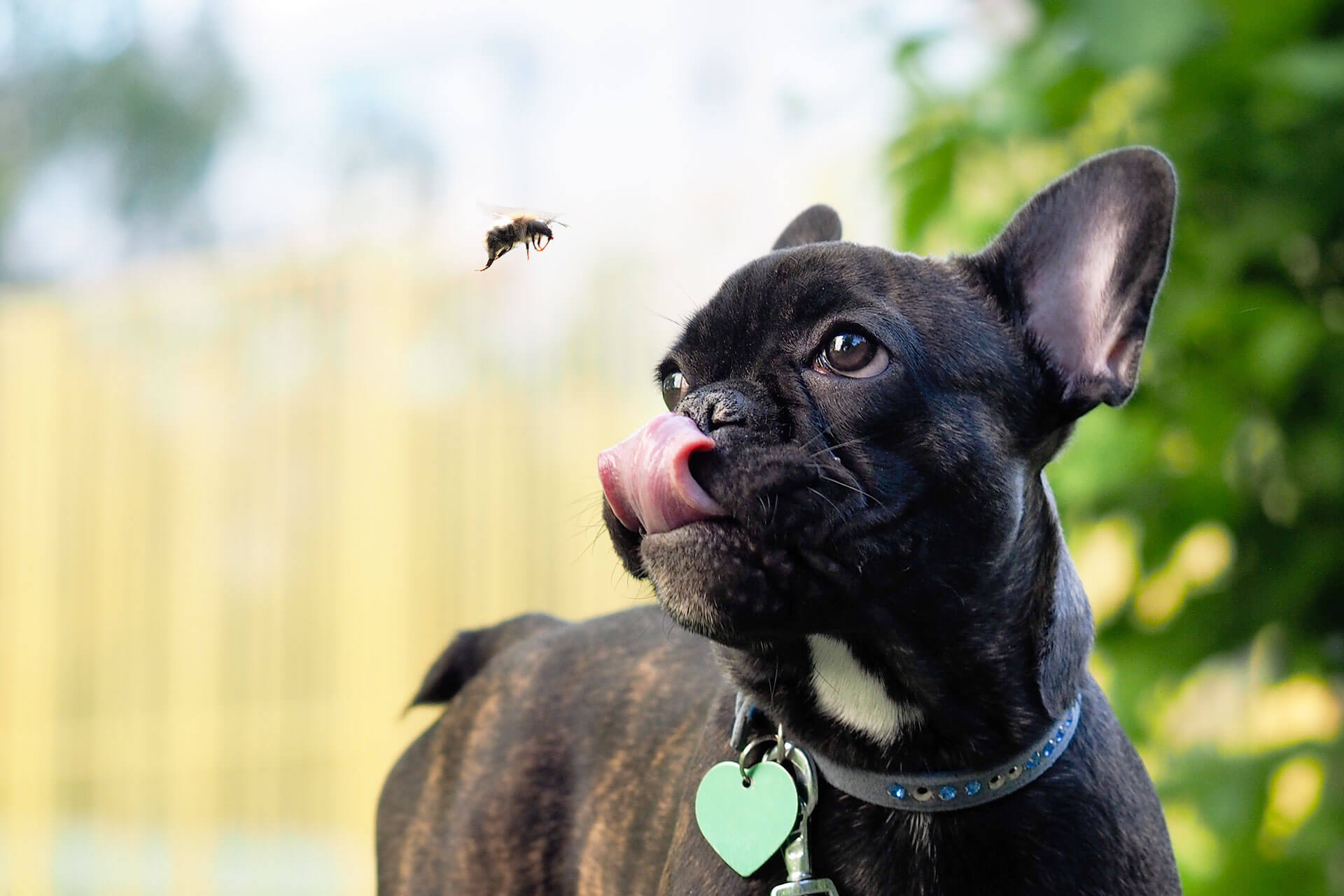 picaduras de insectos en perros y gatos