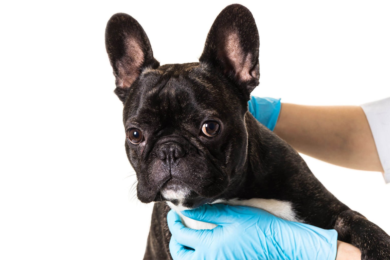 Insect Bites On Dogs And How To Treat Them | Tractive