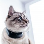 Tractive GPS Cat Tracker at CES