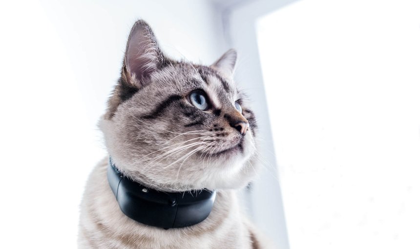 Tractive GPS Cat Tracker at CES
