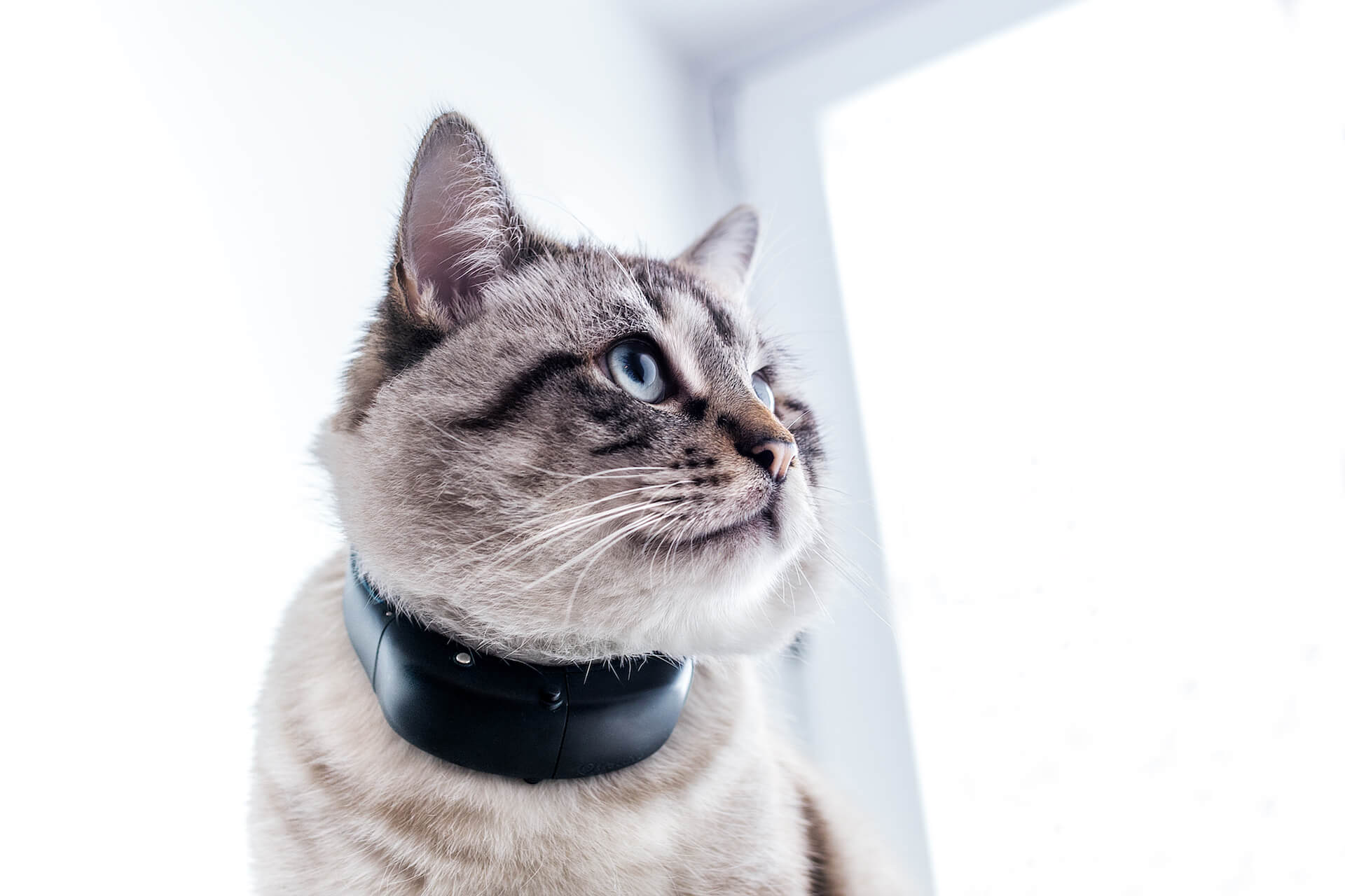 cat collar gps amazon