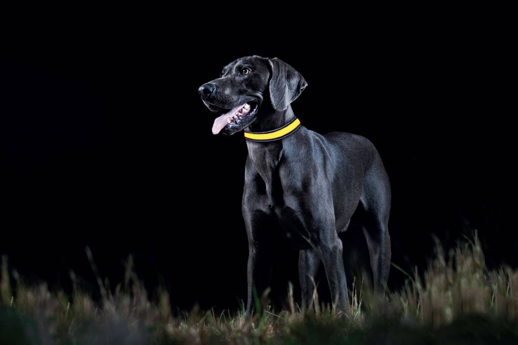 cane nero con collare riflettente giallo all'aperto di notte