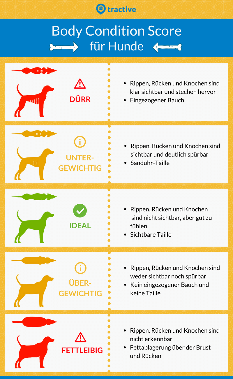 5 Kategorien des Body Condition Scores für Hunde mit Erklärung