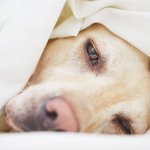 En sjuk hund som ligger i en säng under täcke