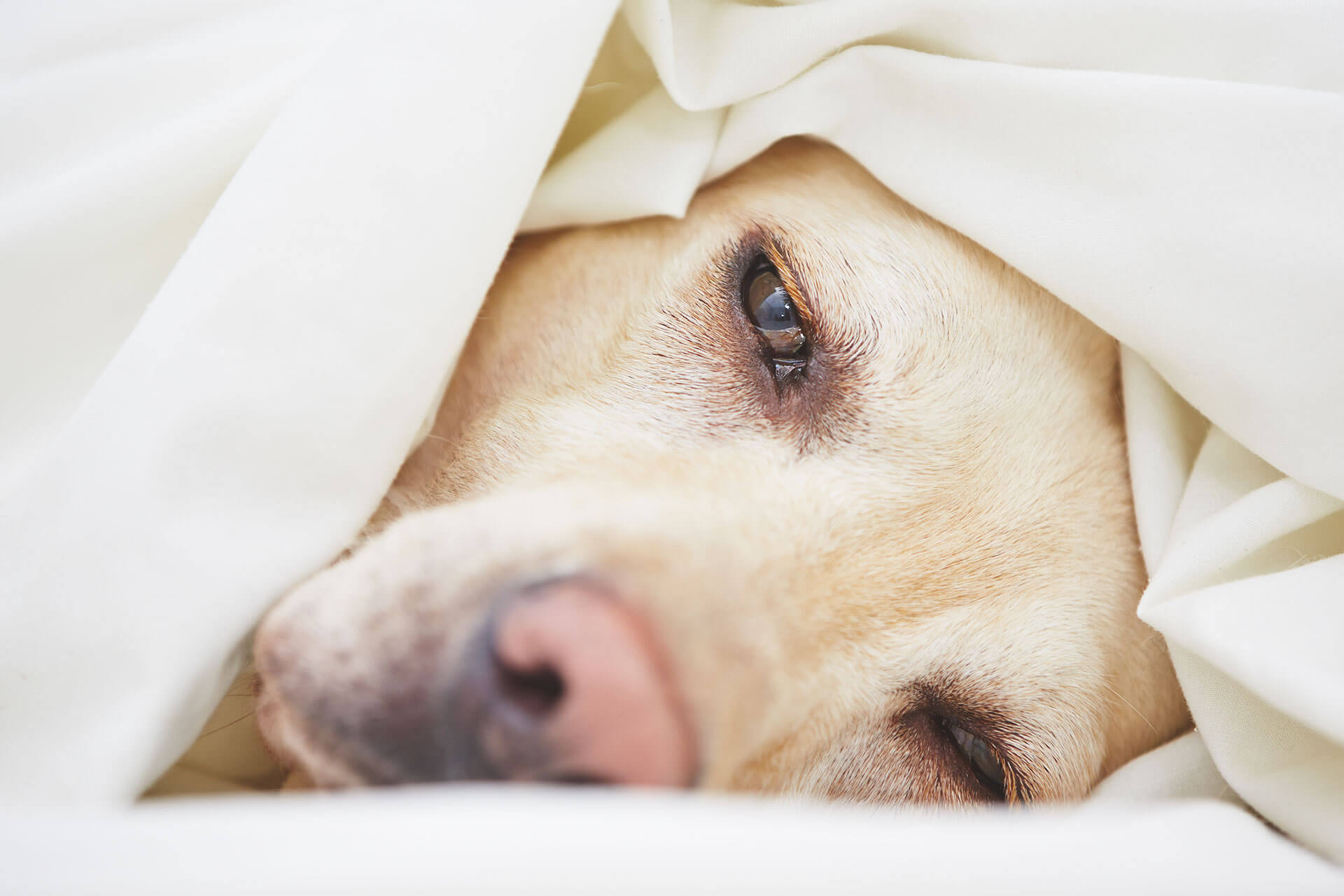 A sick dog laying in bed under sheets