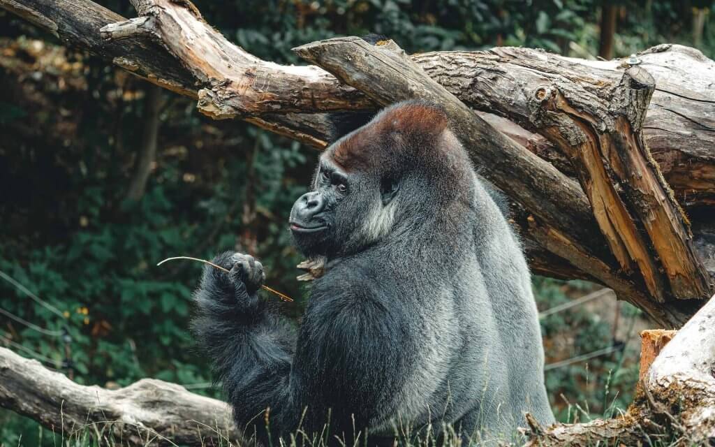 A gorilla sitting before a tree in a jungle